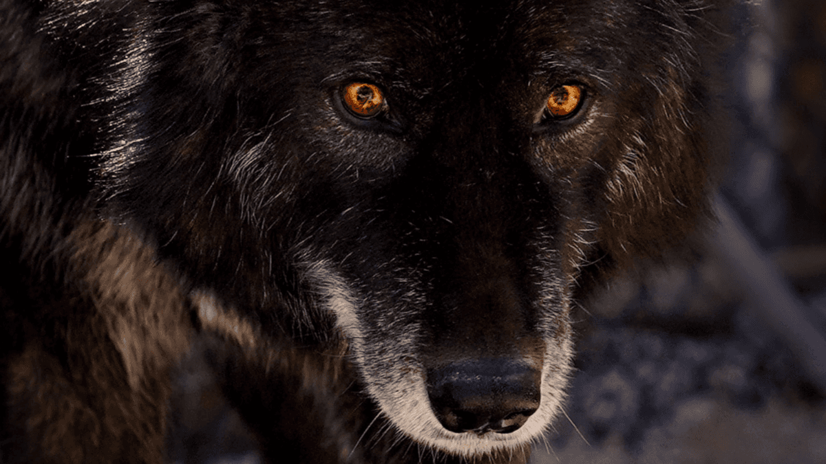 APEX Black Wolf with Golden Eyes
