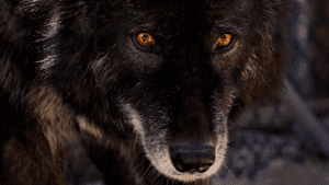 APEX Black Wolf with Golden Eyes