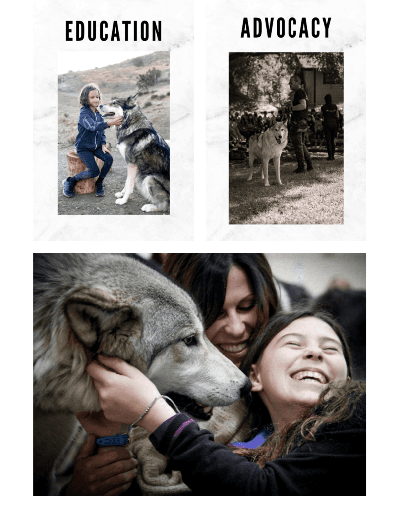 Education and Advocacy. Children with wolves, teaching about wolves, and happy people with wolves.